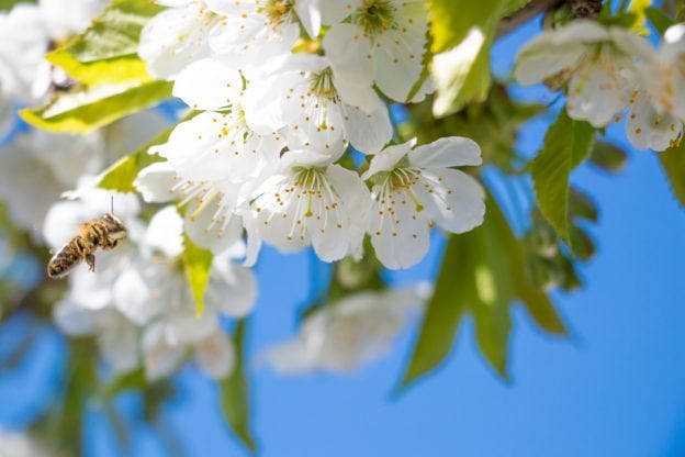 Blomster